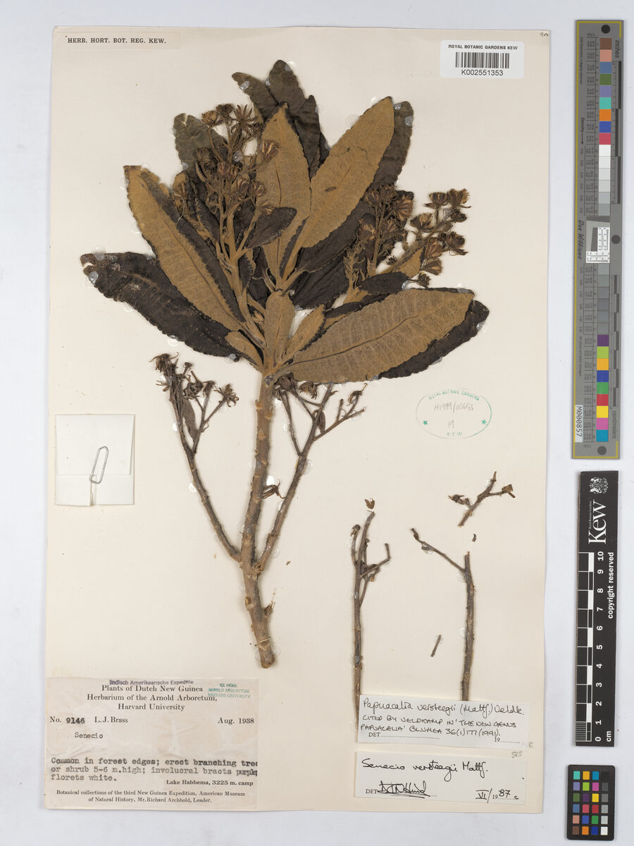 Papuacalia versteegii