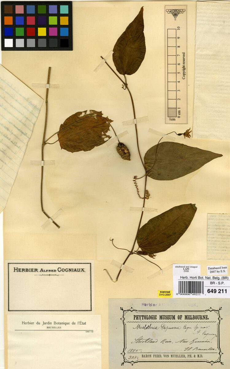 Papuasicyos papuanus — photo
