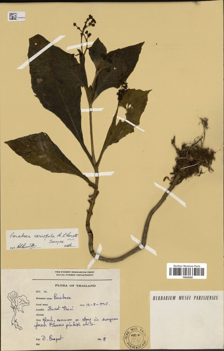 Paraboea multiflora (Yak) — photo