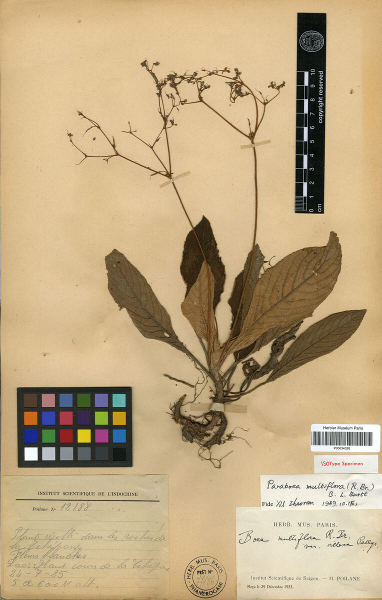 Paraboea multiflora (Yak) — photo