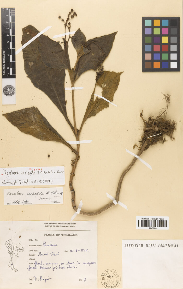 Paraboea multiflora