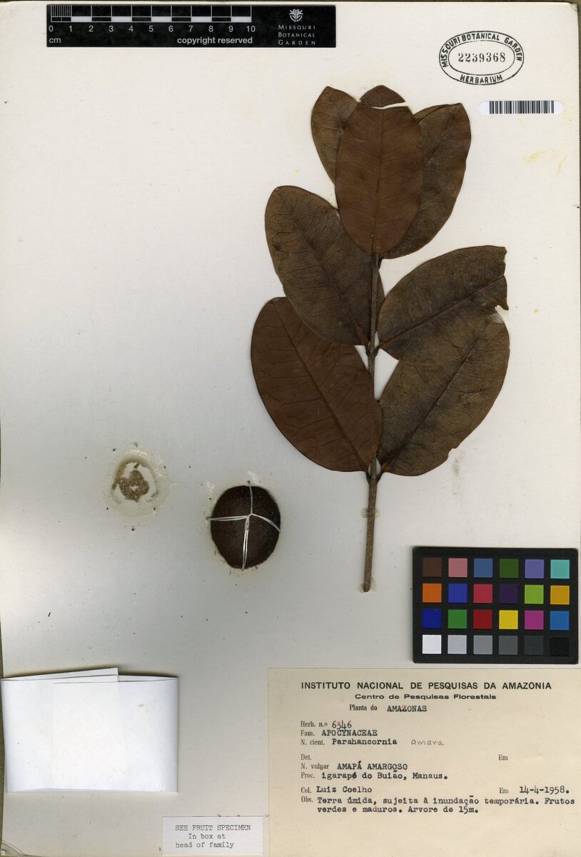 Parahancornia amara (Amara) — photo