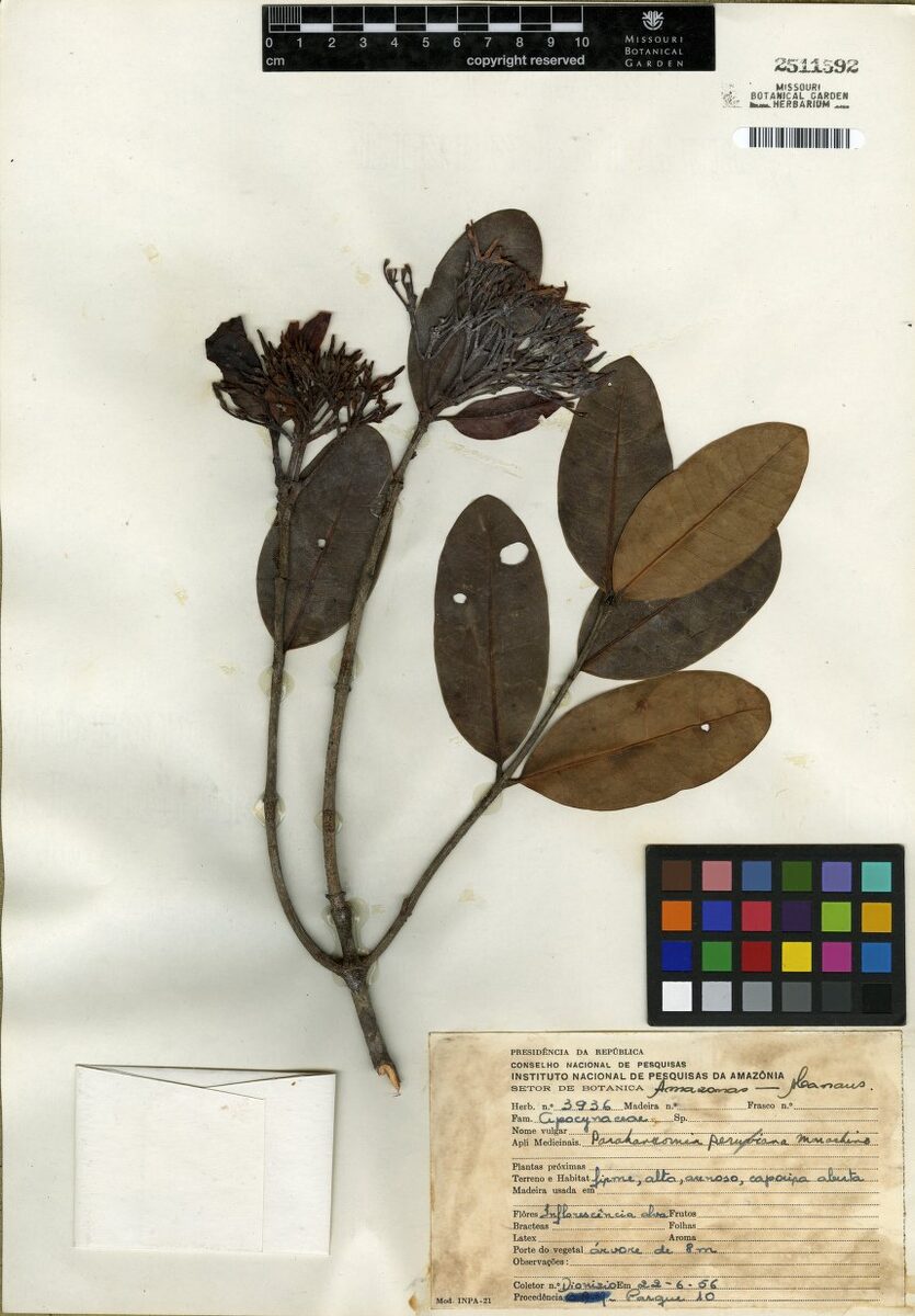 Parahancornia amara (Amara) — photo