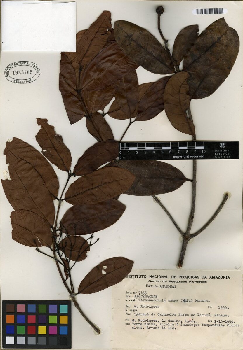 Parahancornia amara