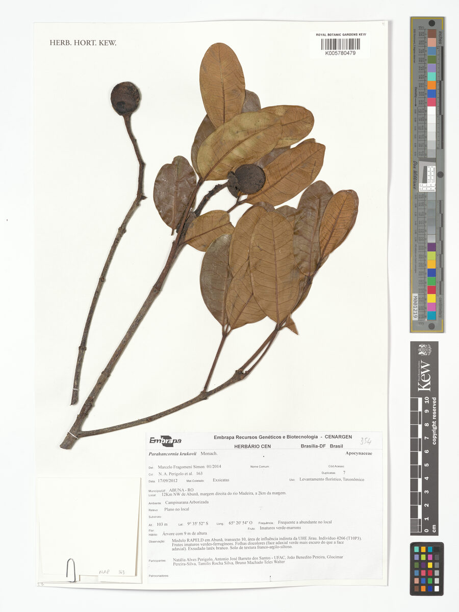 Parahancornia oblonga (Oblong parahancornia) — photo