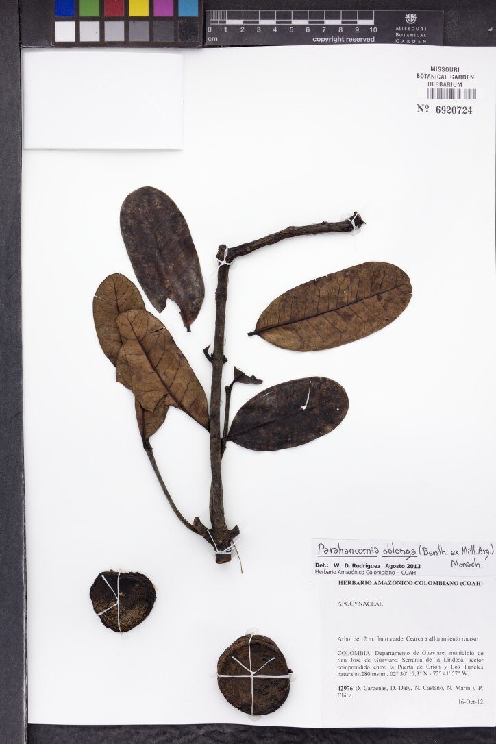 Parahancornia oblonga (Oblong parahancornia) — photo