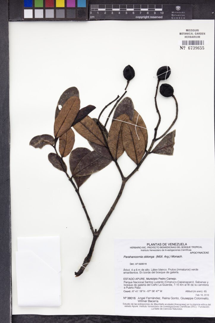 Parahancornia oblonga
