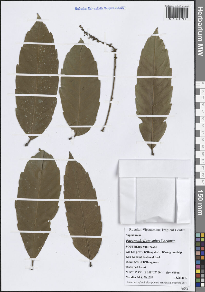 Paranephelium spirei (Kodoe dong) — photo