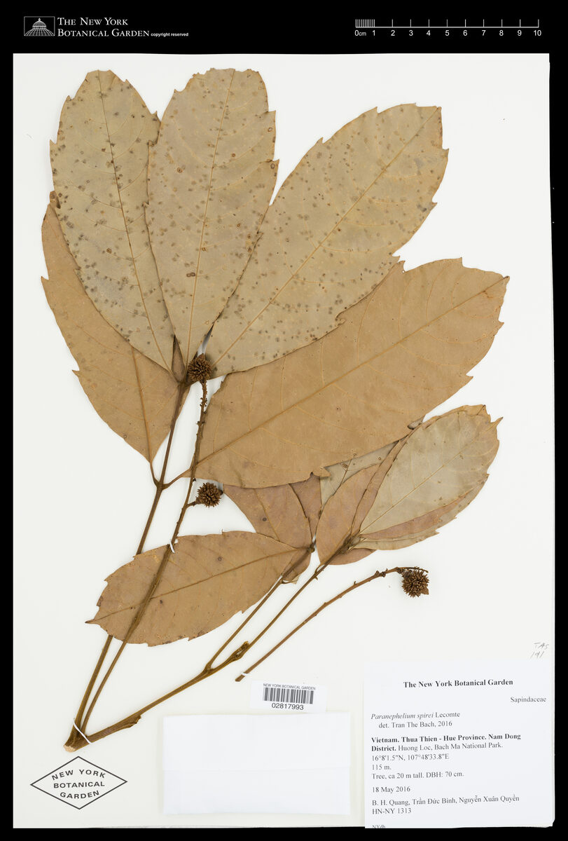 Paranephelium spirei (Kodoe dong) — photo