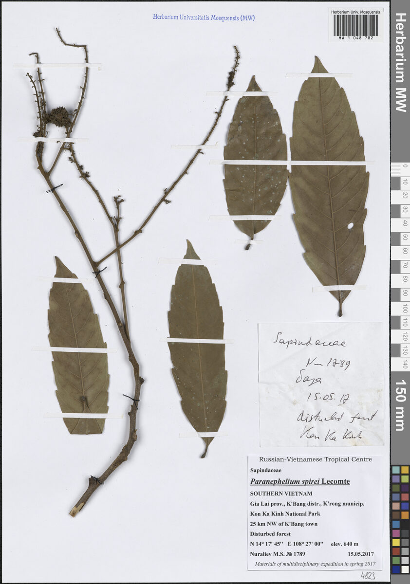Paranephelium spirei