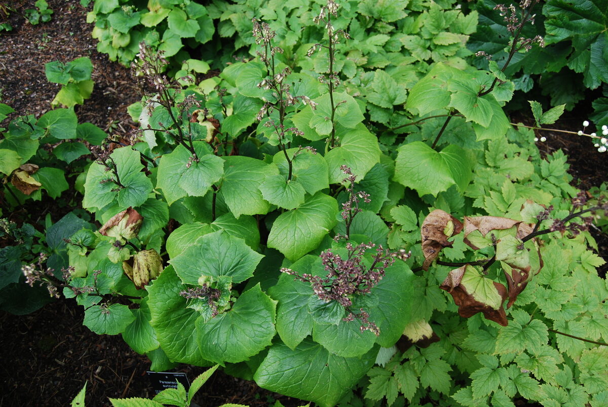 Parasenecio delphiniifolius