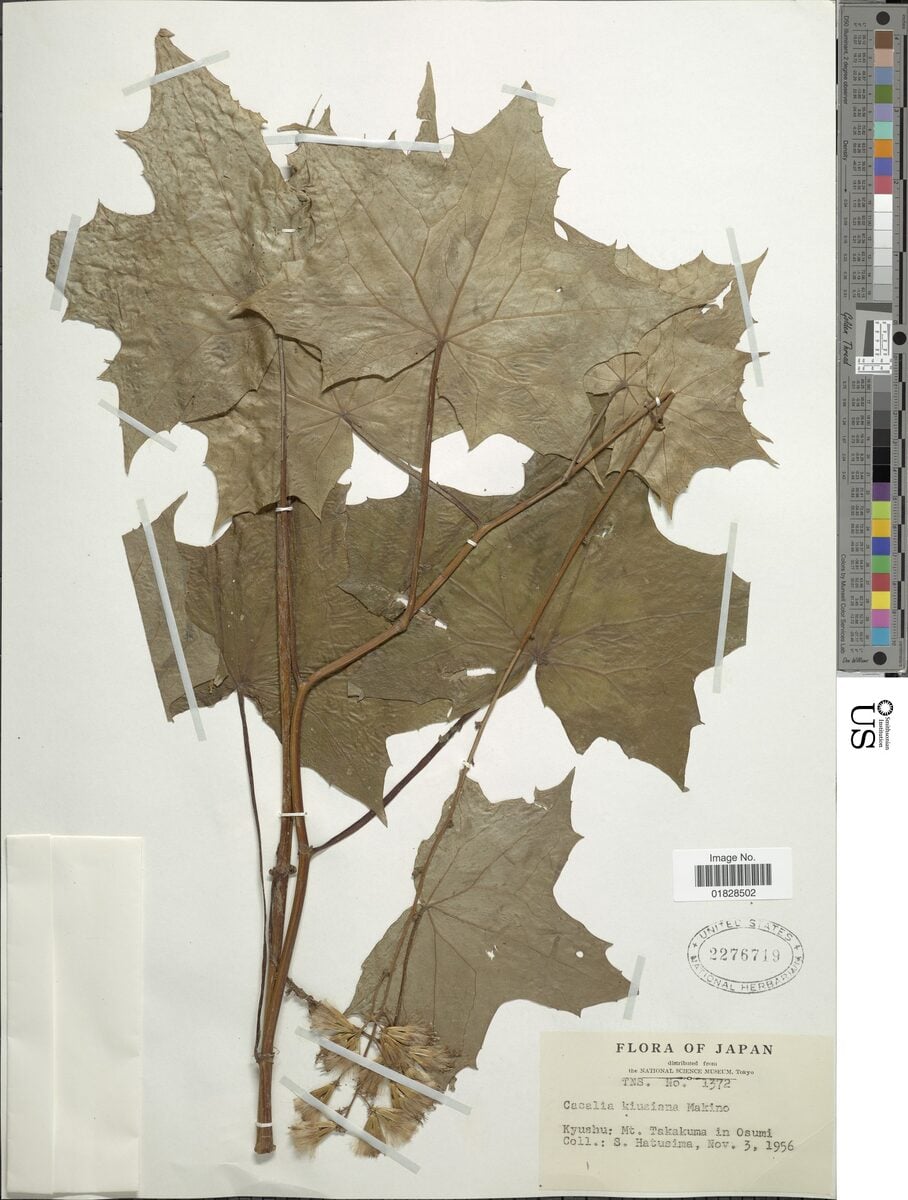 Parasenecio kiusiana
