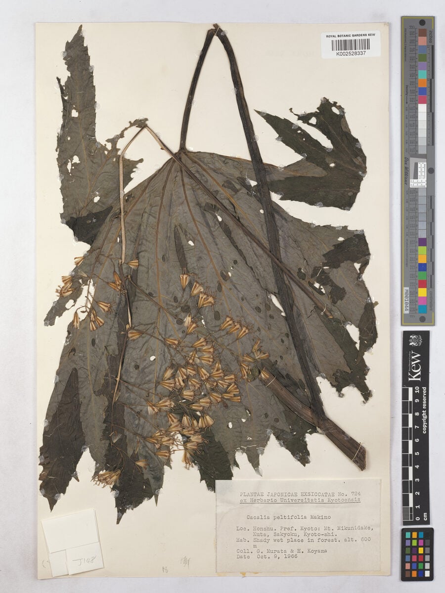 Parasenecio peltifolius