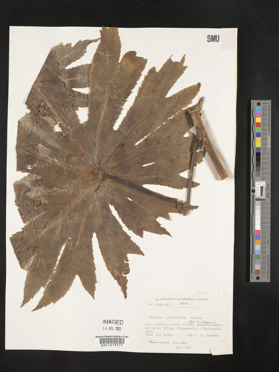 Parasenecio peltifolius — photo