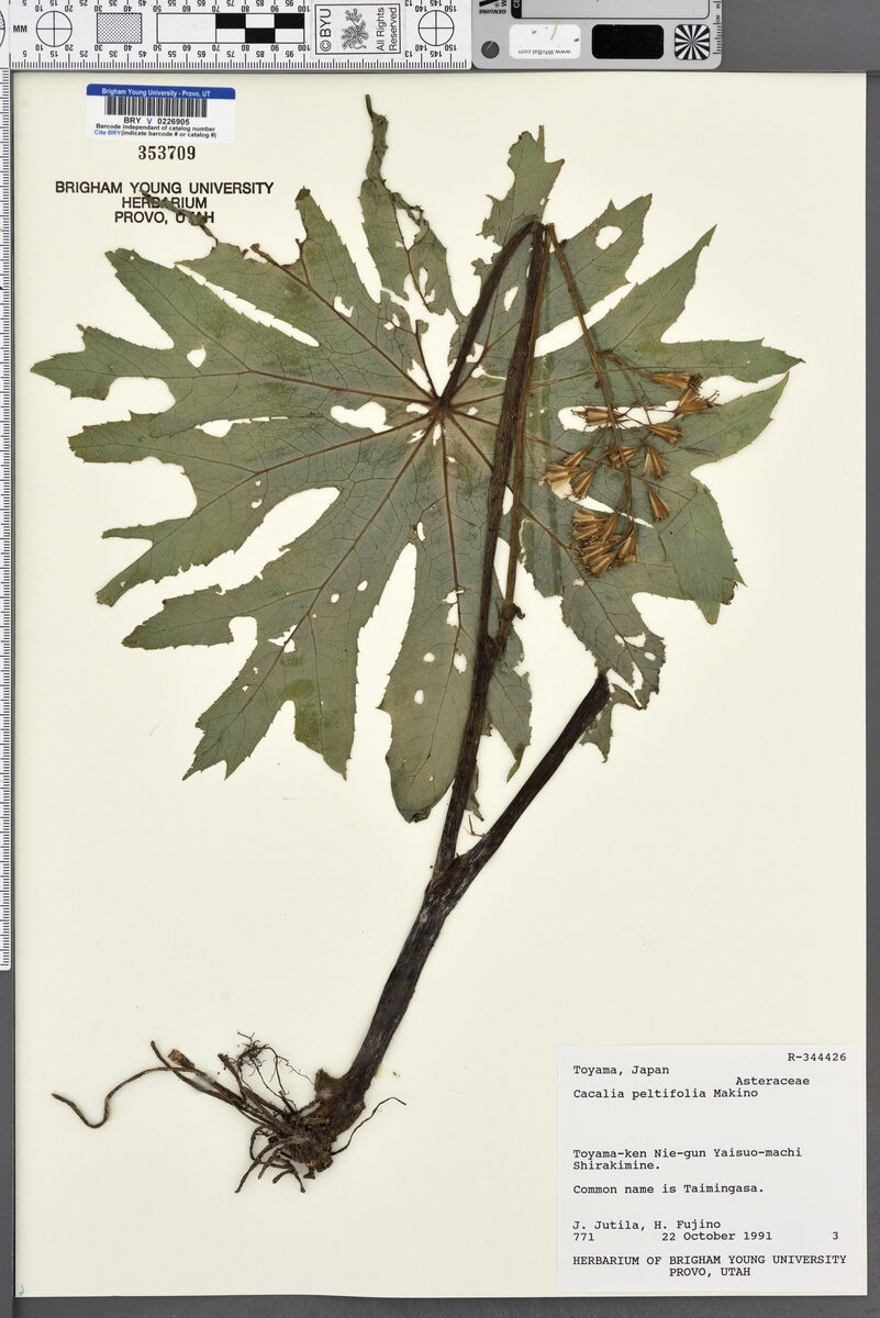 Parasenecio peltifolius — photo