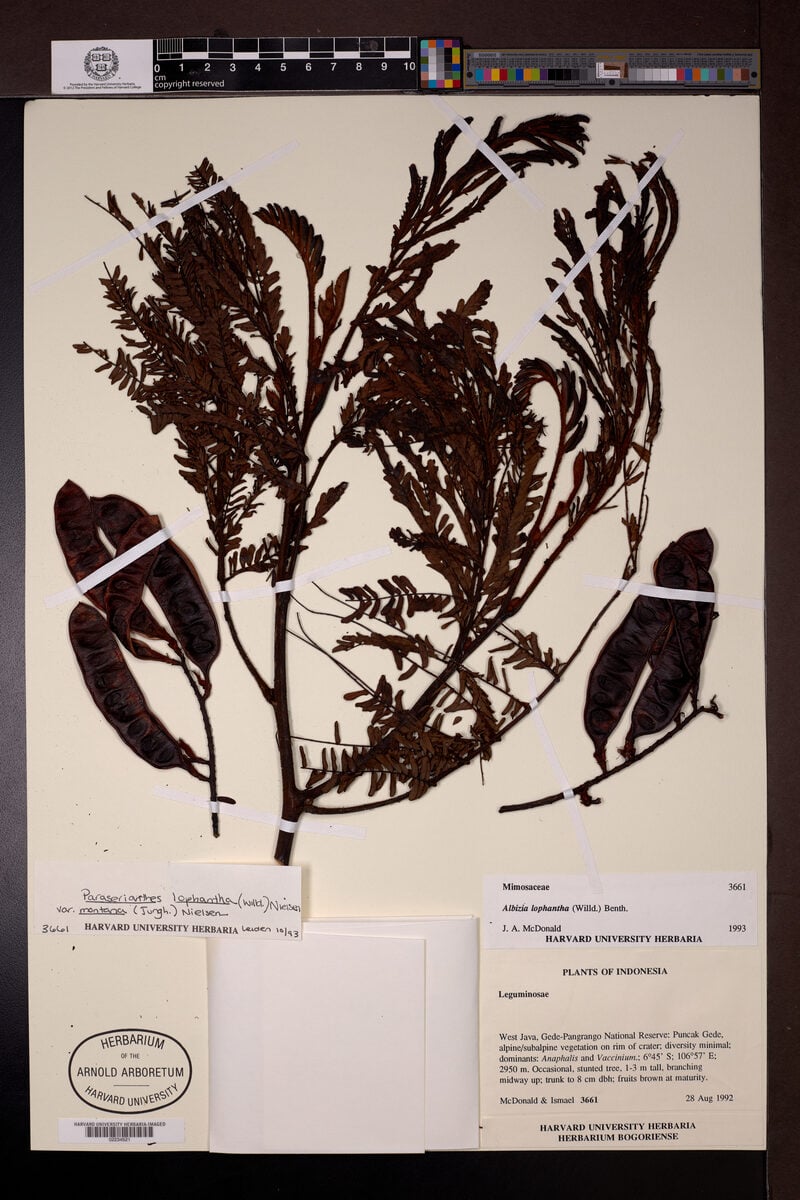 Paraserianthes lophantha subsp. montana — photo