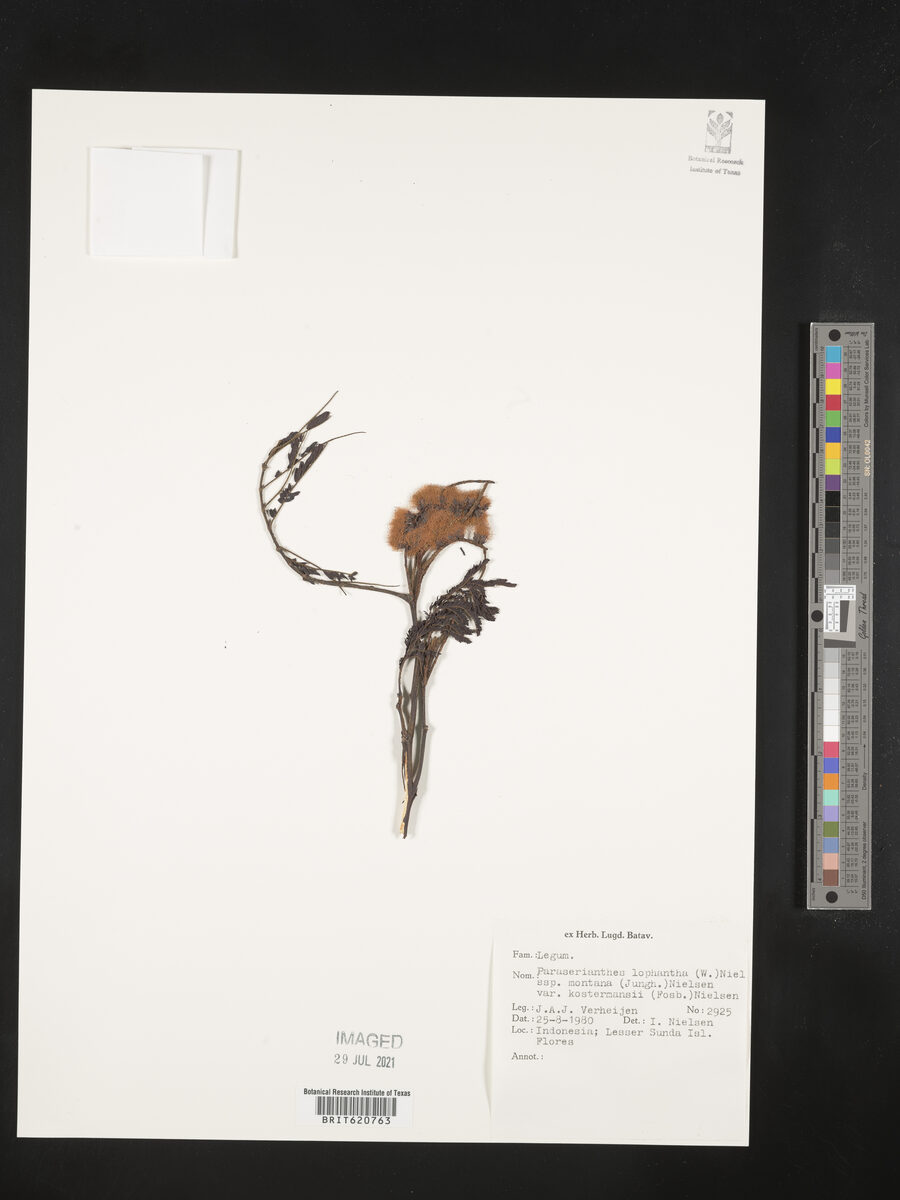 Paraserianthes lophantha subsp. montana — photo