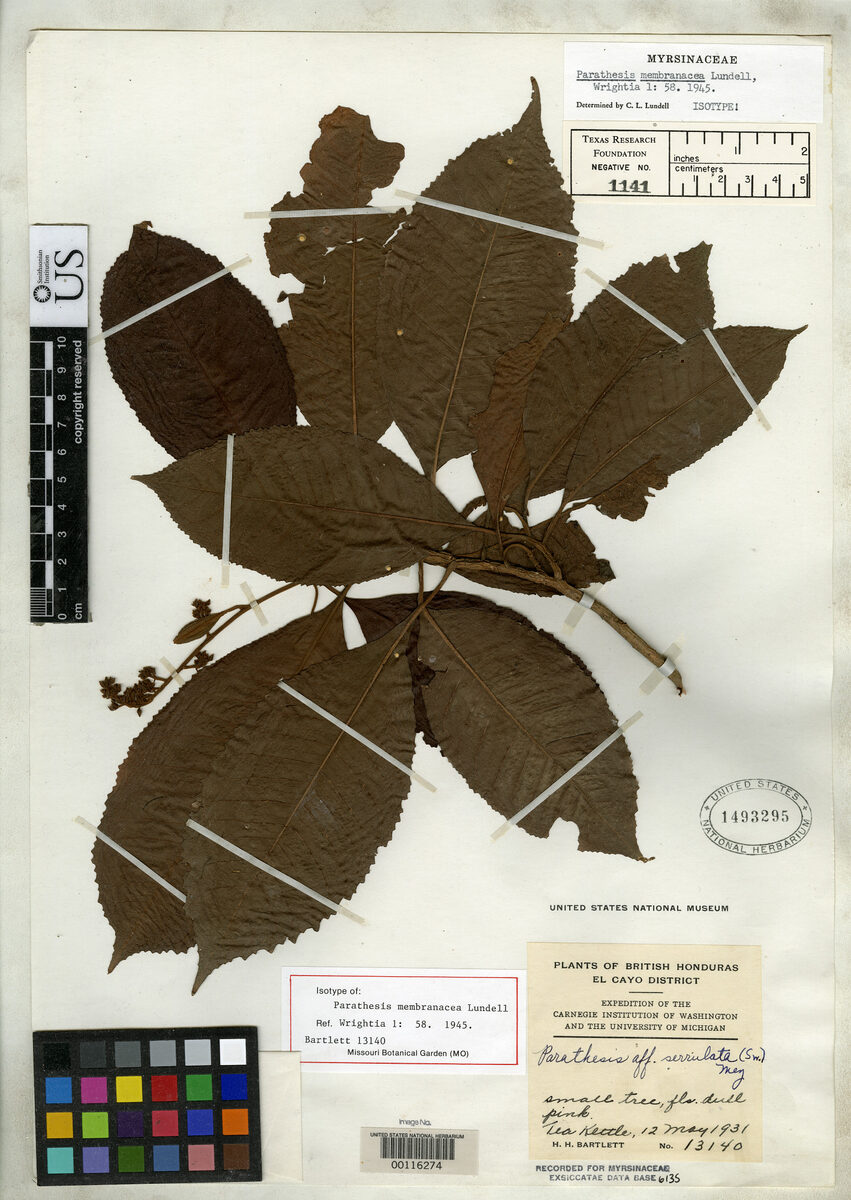 Parathesis membranacea — photo