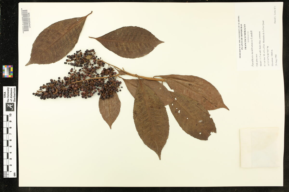 Parathesis membranacea