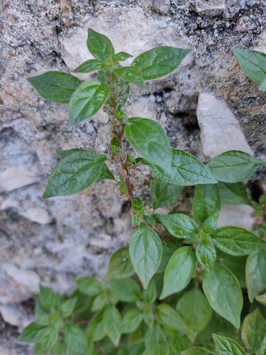 Parietaria judaica (Pellitory of the wall) — photo