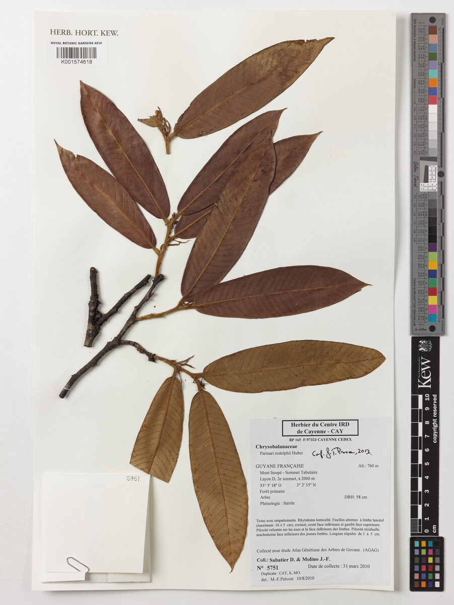 Parinari rodolphii (Rodolph parinari) — photo