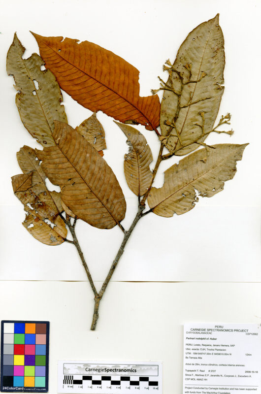 Parinari rodolphii (Rodolph parinari) — photo