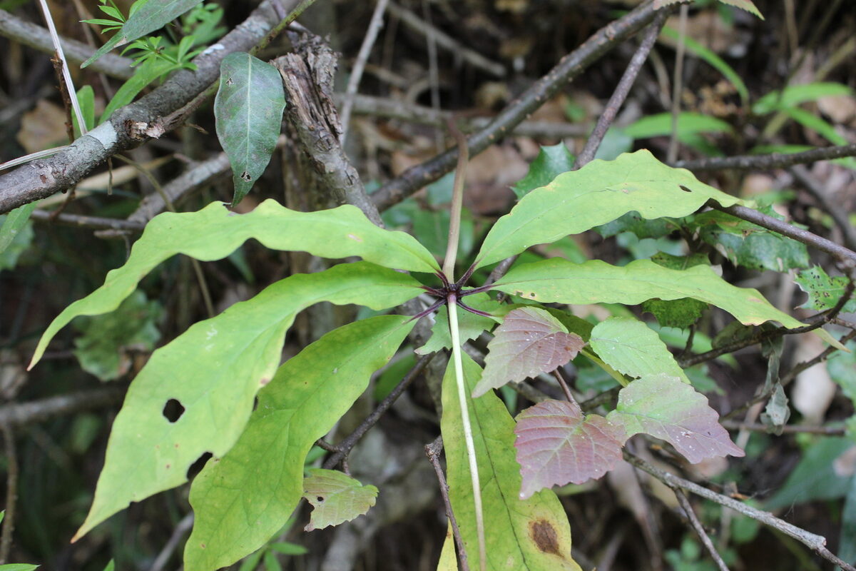 Paris polyphylla var. yunnanensis — photo