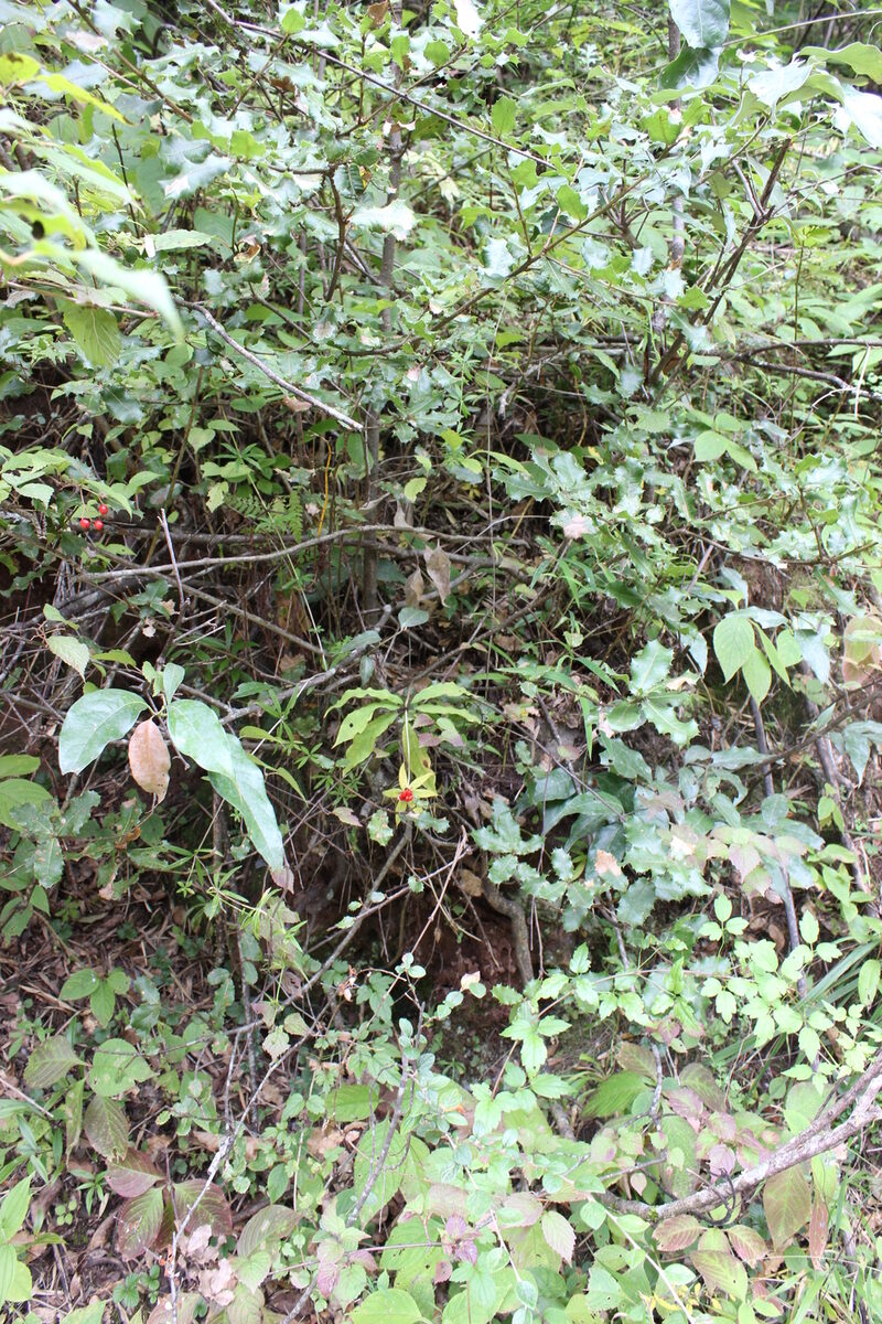 Paris polyphylla var. yunnanensis — photo