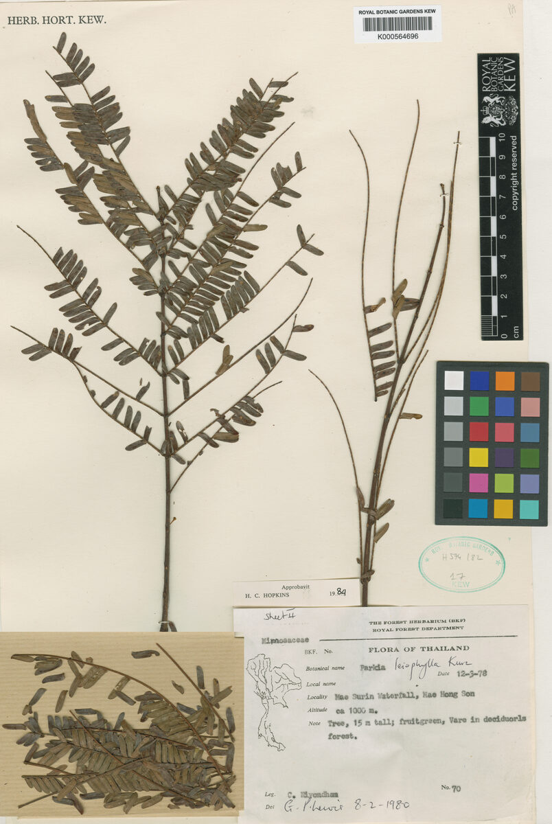 Parkia leiophylla