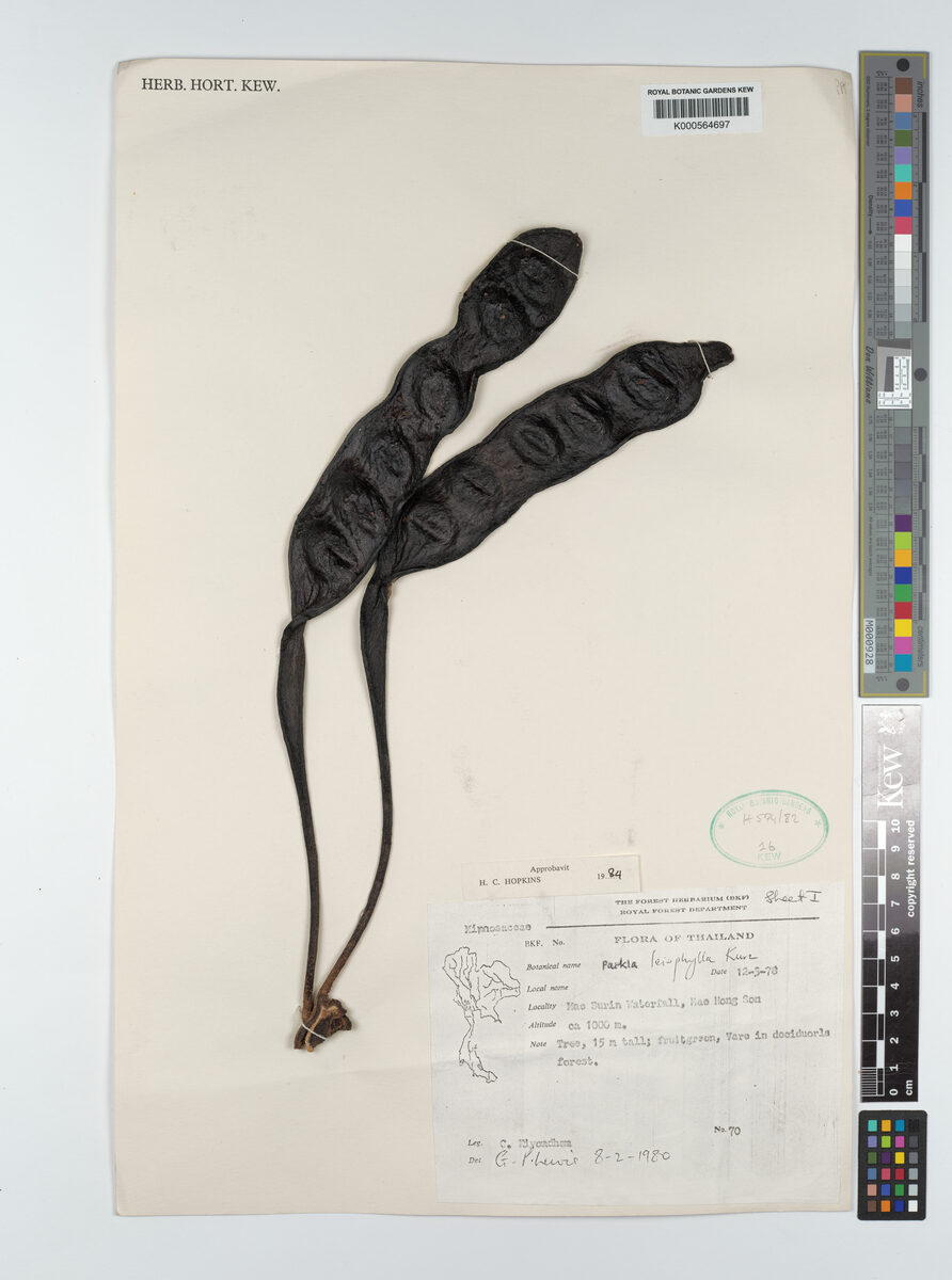 Parkia leiophylla — photo