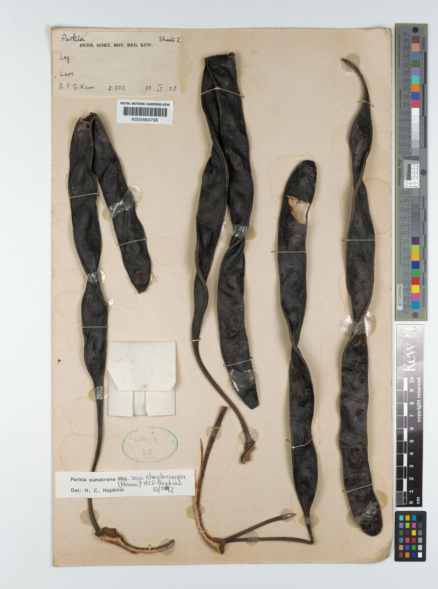 Parkia sumatrana subsp. streptocarpa