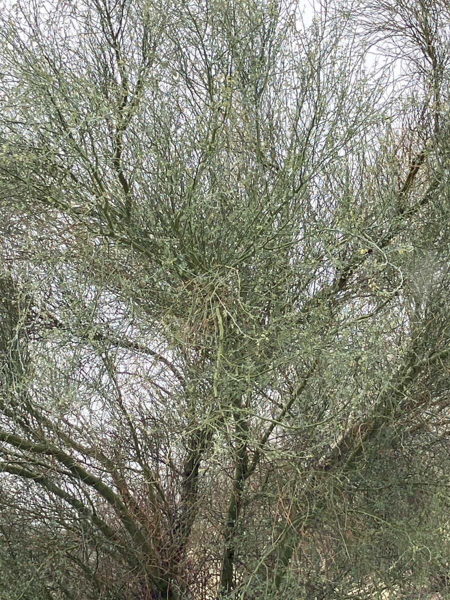 Parkinsonia florida - (Benth. ex A.Gray) S.Watson (Blue Palo Verde) — photo