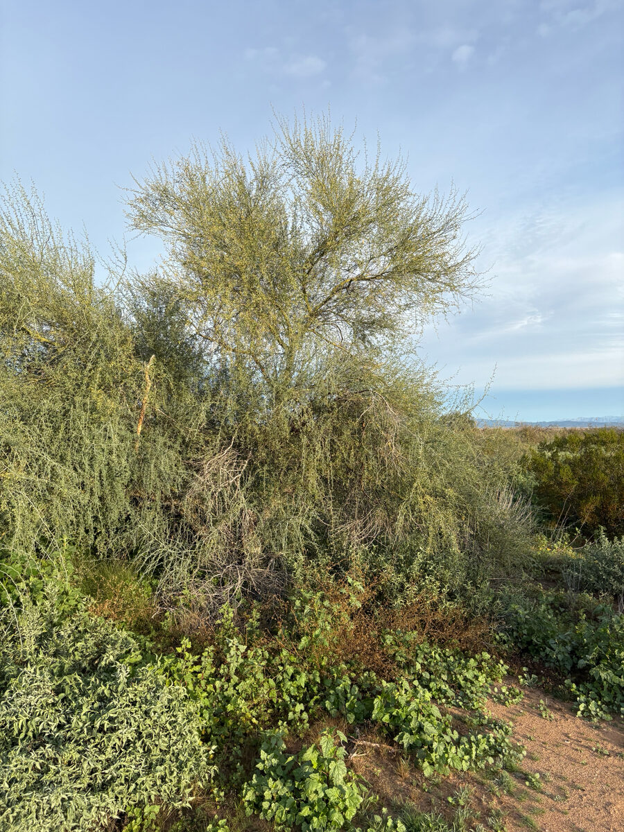 Parkinsonia florida - (Benth. ex A.Gray) S.Watson (Blue Palo Verde) — photo