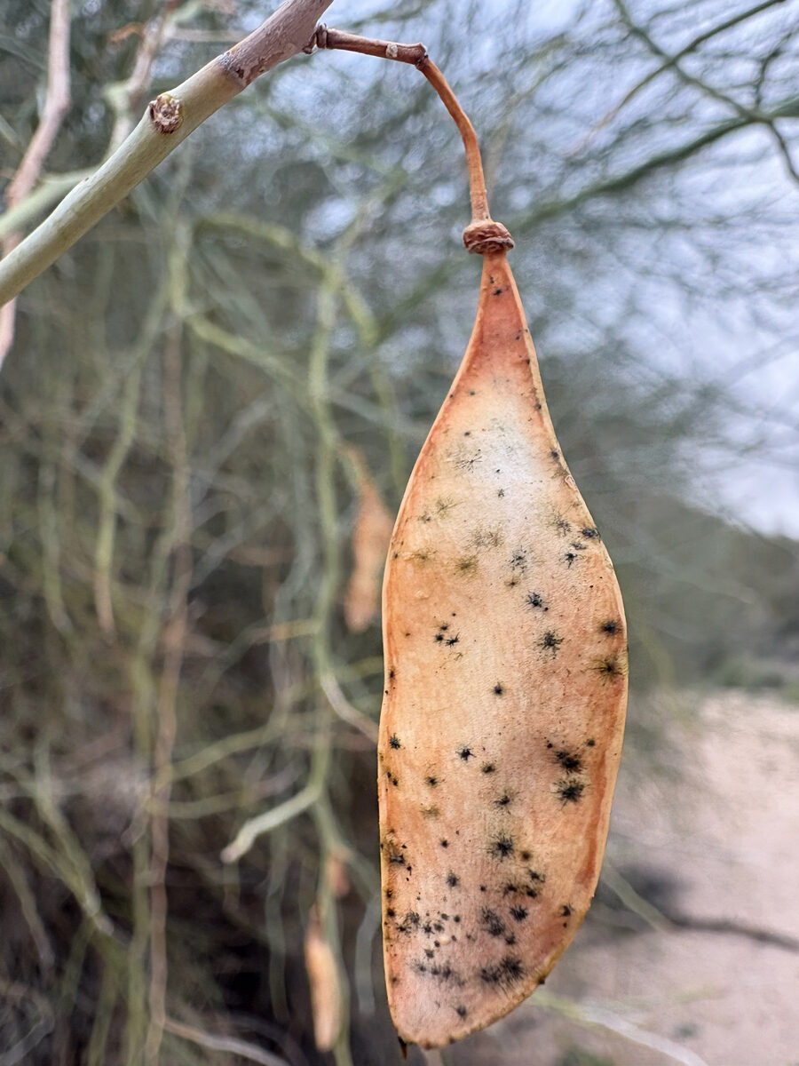 Parkinsonia florida - (Benth. ex A.Gray) S.Watson