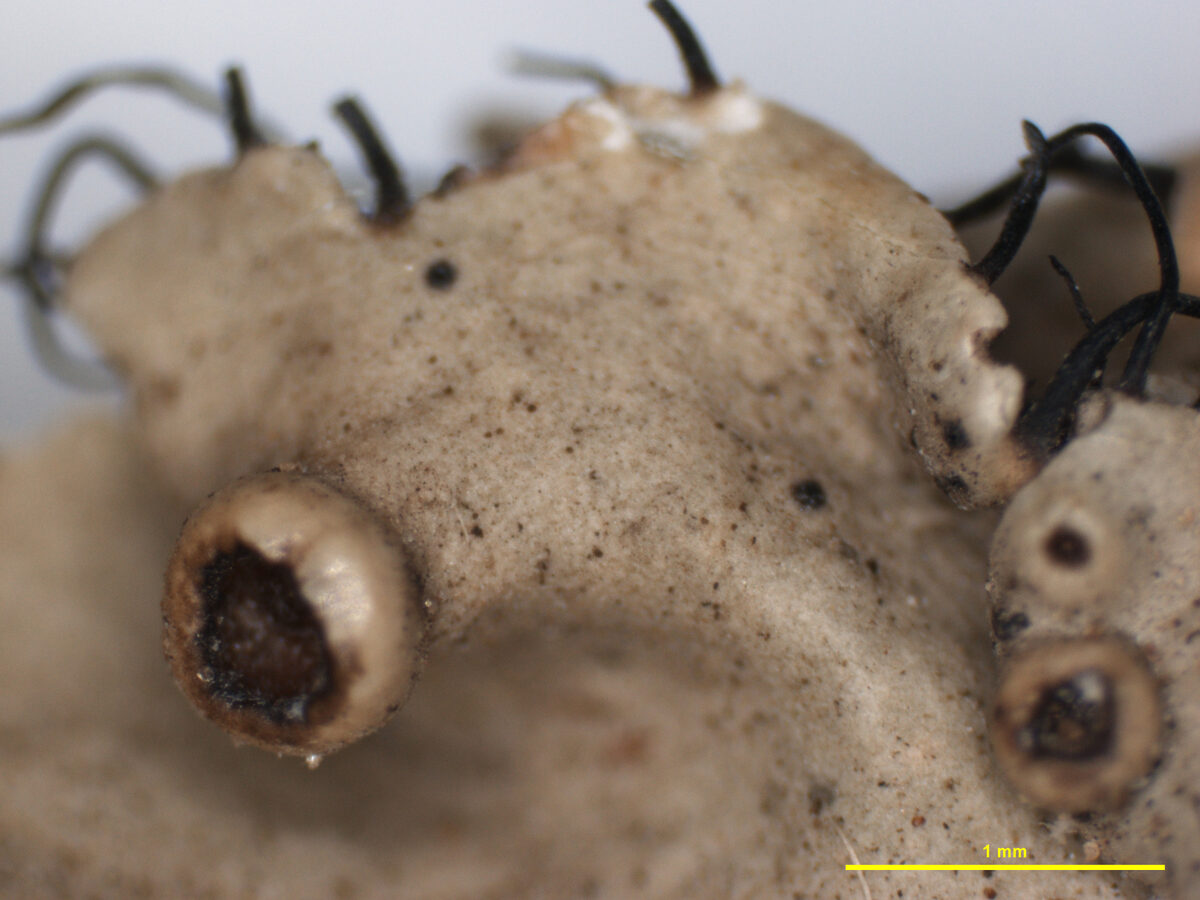 Parmelia abessinica (Rathipuvvu) — photo