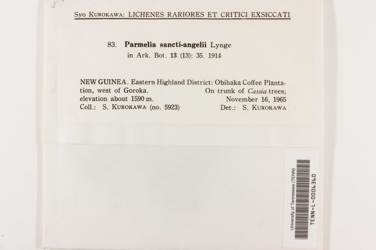 Parmelia sancti-angeli — photo