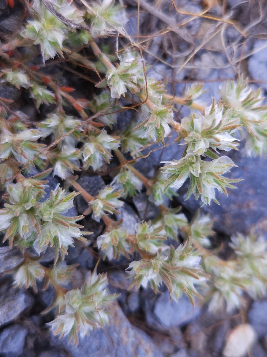 Paronychia capitata - (L.)Lam. (Algerian Tea) — photo