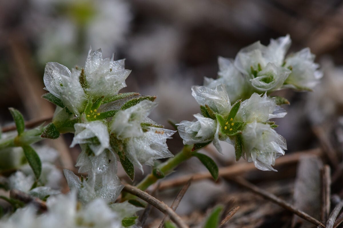 Paronychia capitata - (L.)Lam. (Algerian Tea) — photo