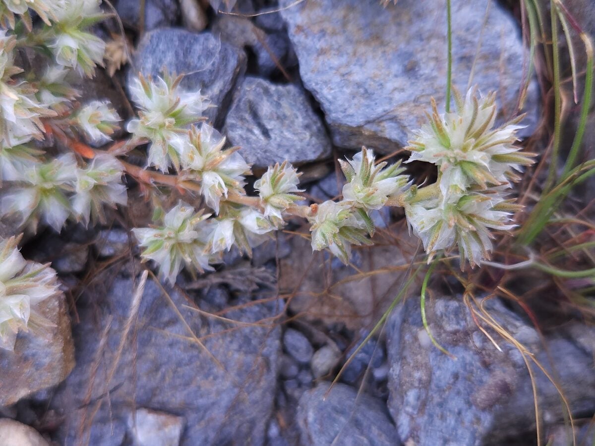 Paronychia capitata - (L.)Lam.