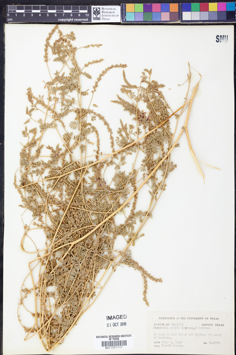 Parosela lanata