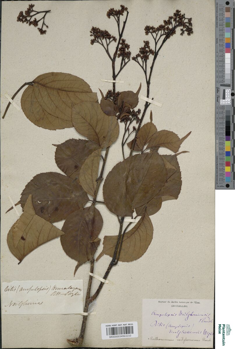 Parthenocissus neilgherriensis — photo