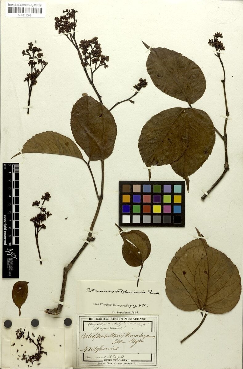 Parthenocissus neilgherriensis