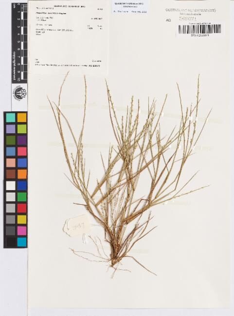Paspalidium basicladum — photo