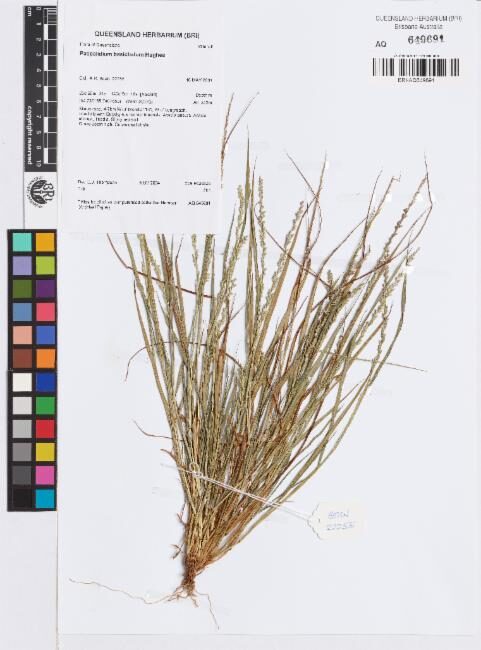 Paspalidium basicladum