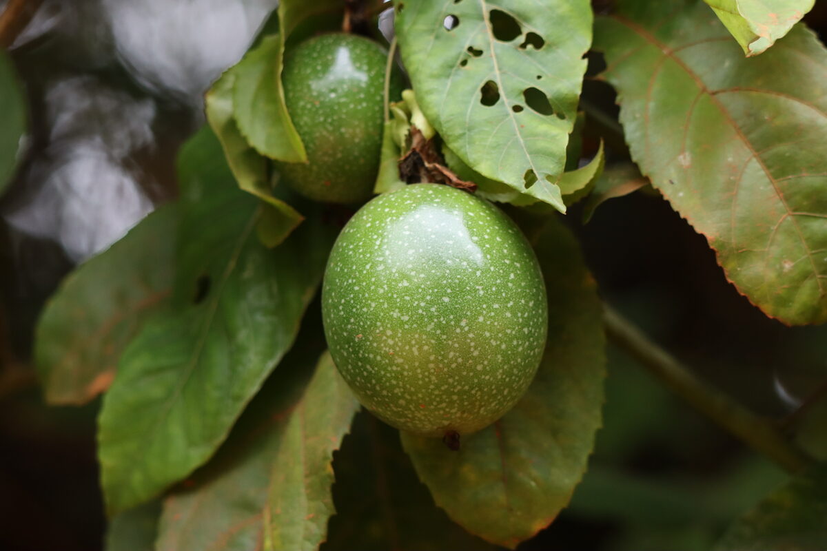 Passiflora edulis f. flavicarpa (Yellow passionfruit) — photo
