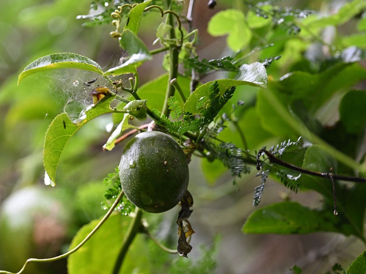 Passiflora edulis f. flavicarpa (Yellow passionfruit) — photo