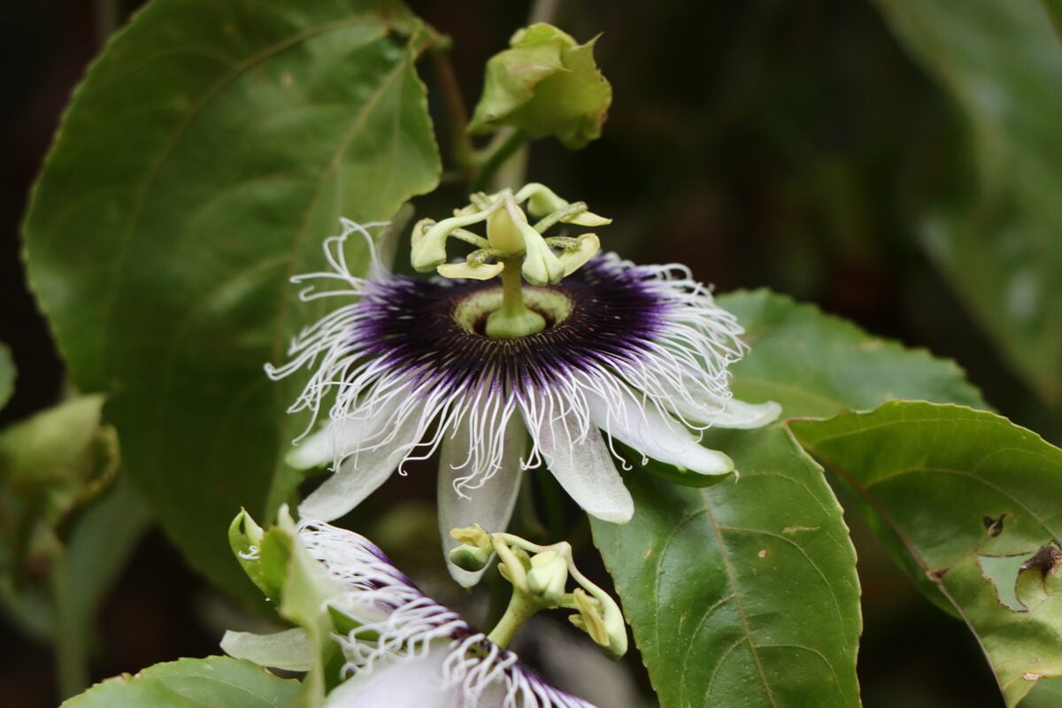 Passiflora edulis f. flavicarpa