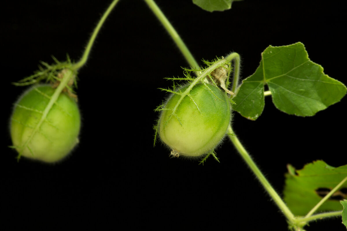 Passiflora foetida var. gossypiifolia — photo