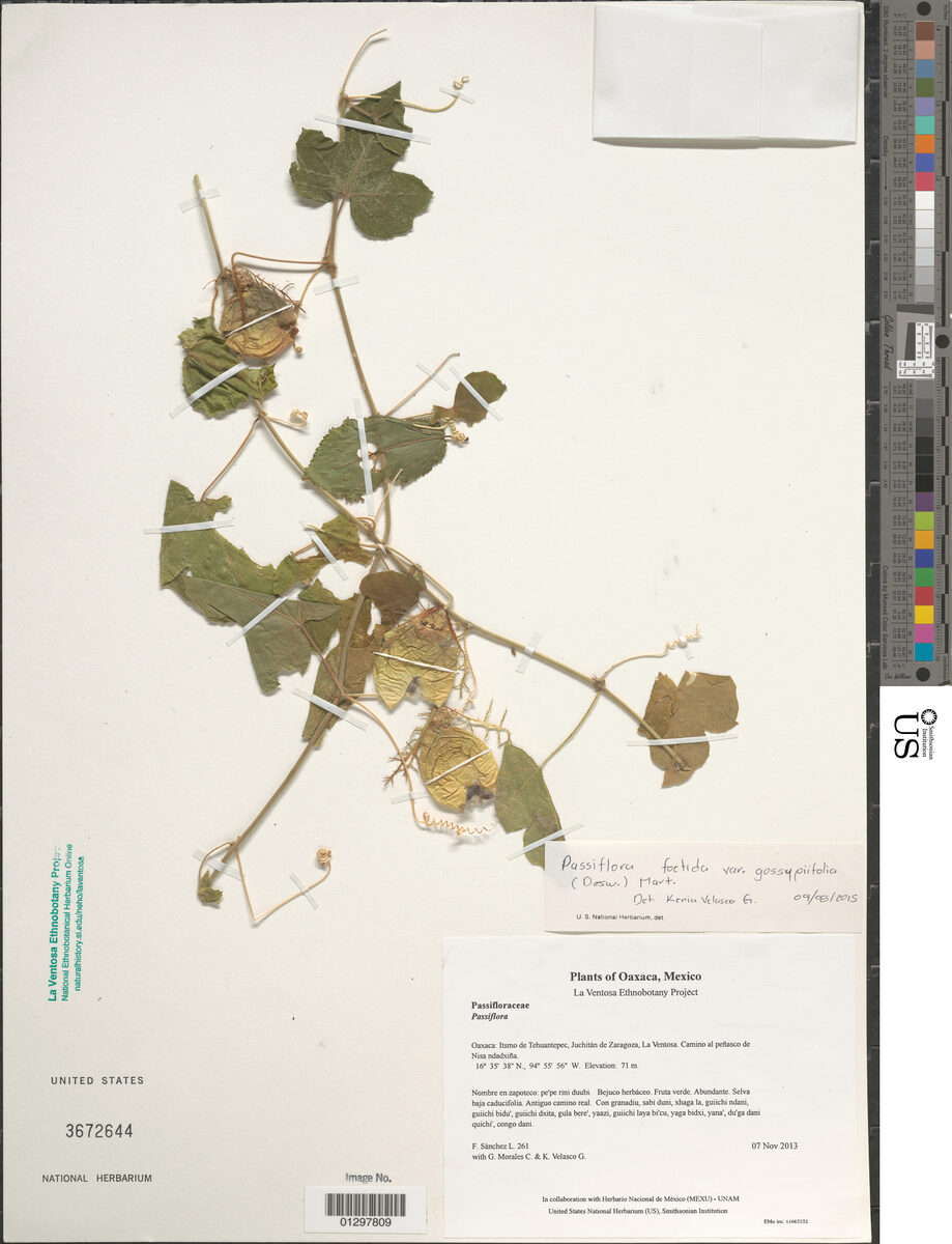 Passiflora foetida var. gossypiifolia — photo