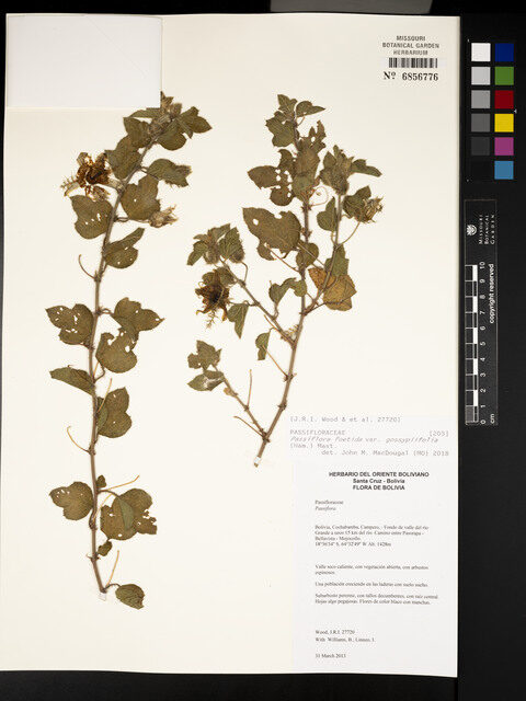 Passiflora foetida var. gossypiifolia
